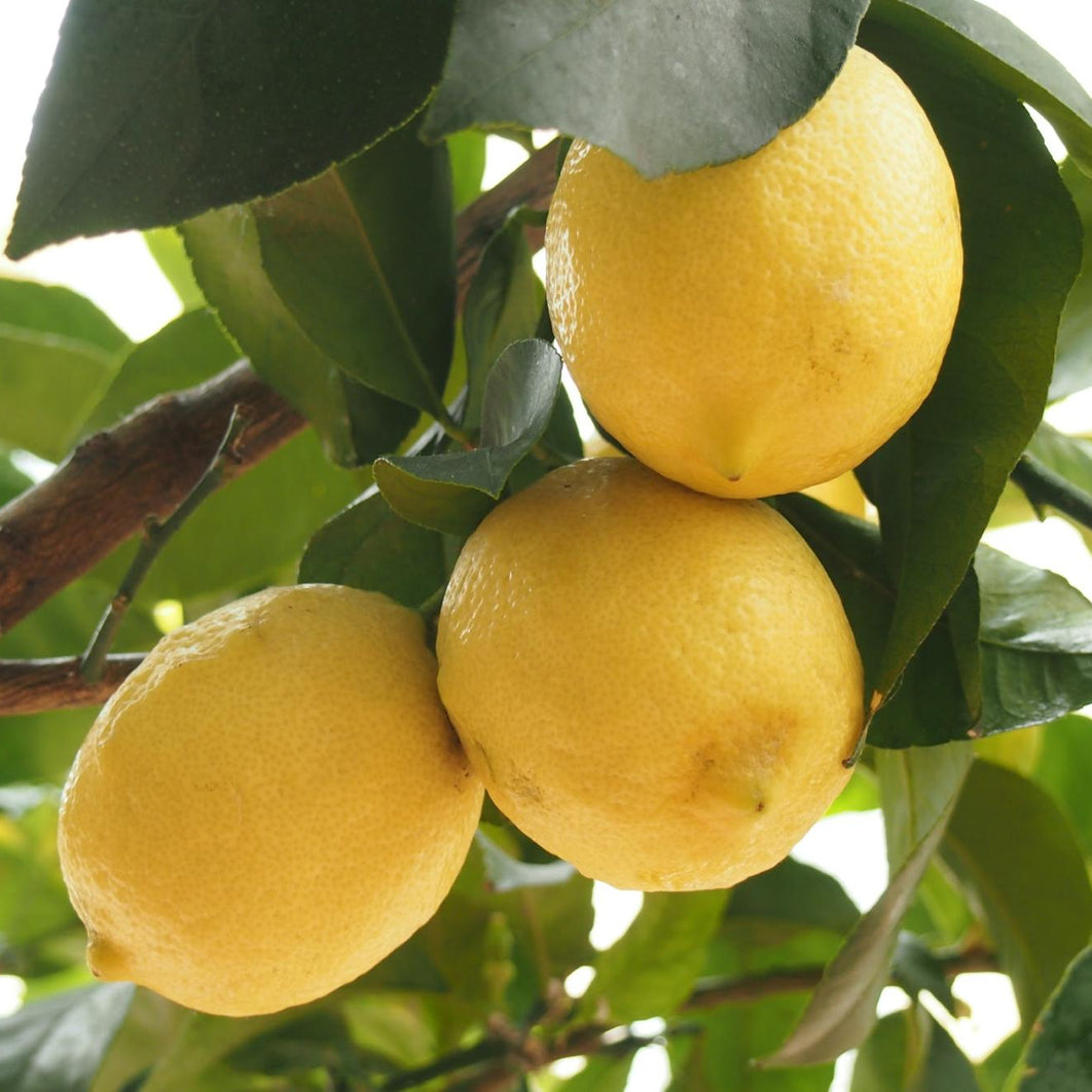 Benefits and Uses of Lemon Oil