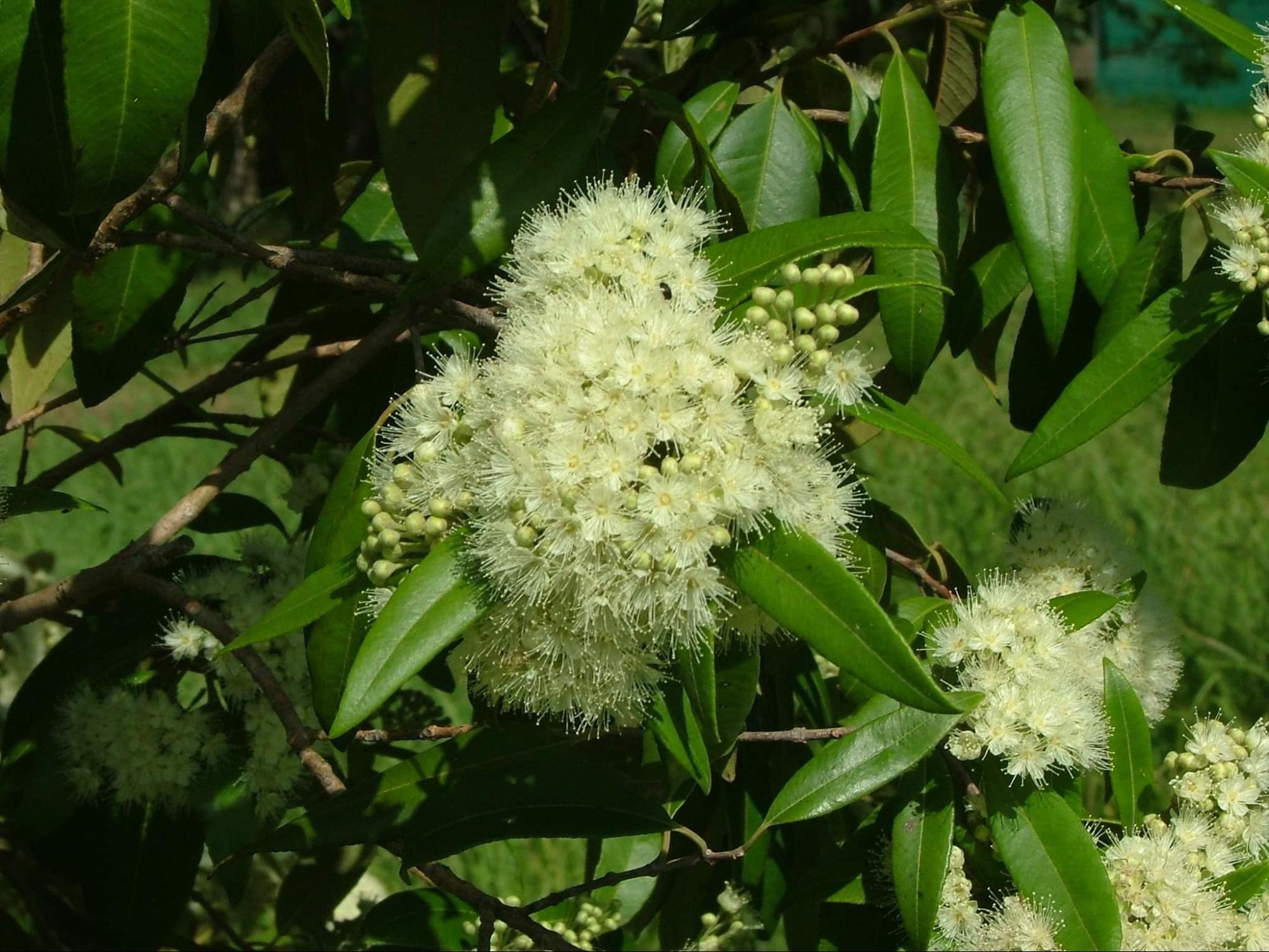 Benefits and Uses of Lemon Myrtle Oil