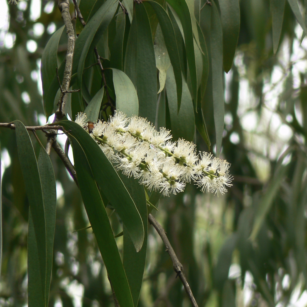 Benefits and Uses of Cajeput Oil