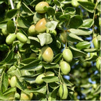 Jojoba Seed Oil