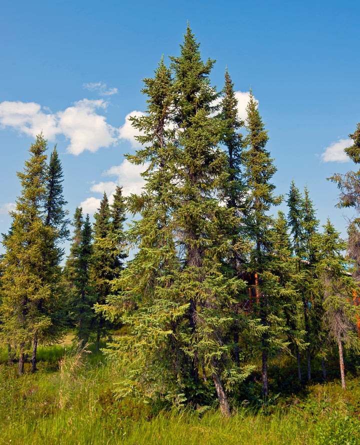 Black Spruce (Picea mariana) — ingredient used in Zea natural wellness products