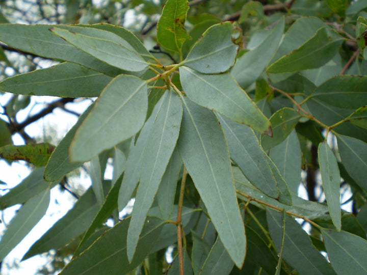 Lemon Ironbark (Eucalyptus staigeriana) — ingredient used in Zea natural wellness products