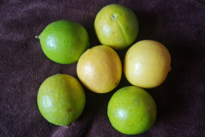Lime (Citrus aurantifolia) — ingredient used in Zea natural wellness products